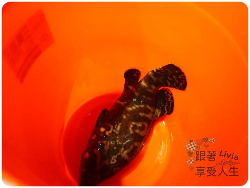 美食。餐廳 新竹縣竹北市 蒸龍宴 蒸汽 養生海鮮館 吃進食材最初的原味 帝王蟹超鮮美啊! 跟著Livia享受人生蒸龍宴