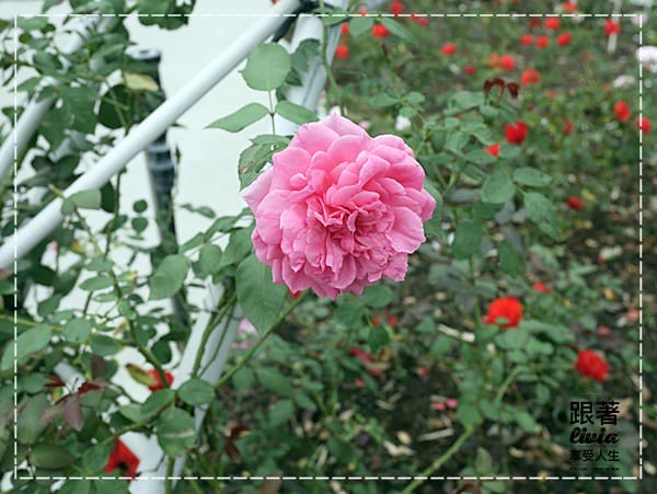 1108-雅聞七里香玫瑰森林 (10)