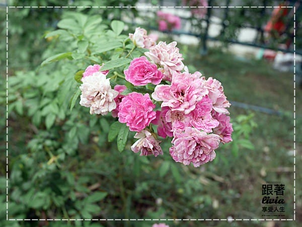 1108-雅聞七里香玫瑰森林 (6)