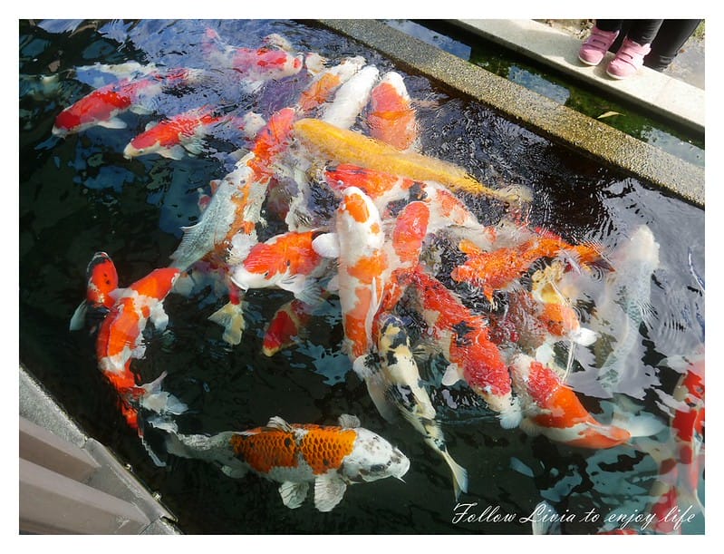 國內住宿新北淡水區 新北淡水 淡水親子一日遊 日光行館 草原風 主題民宿/親子餐廳/景觀餐廳/寵物友善/親子住宿 跟著Livia享受人生 - 第43張圖 P1200370