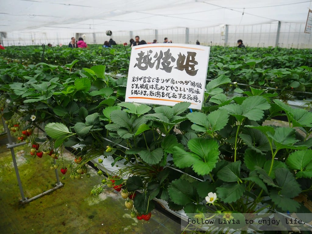 0411-白根果園16