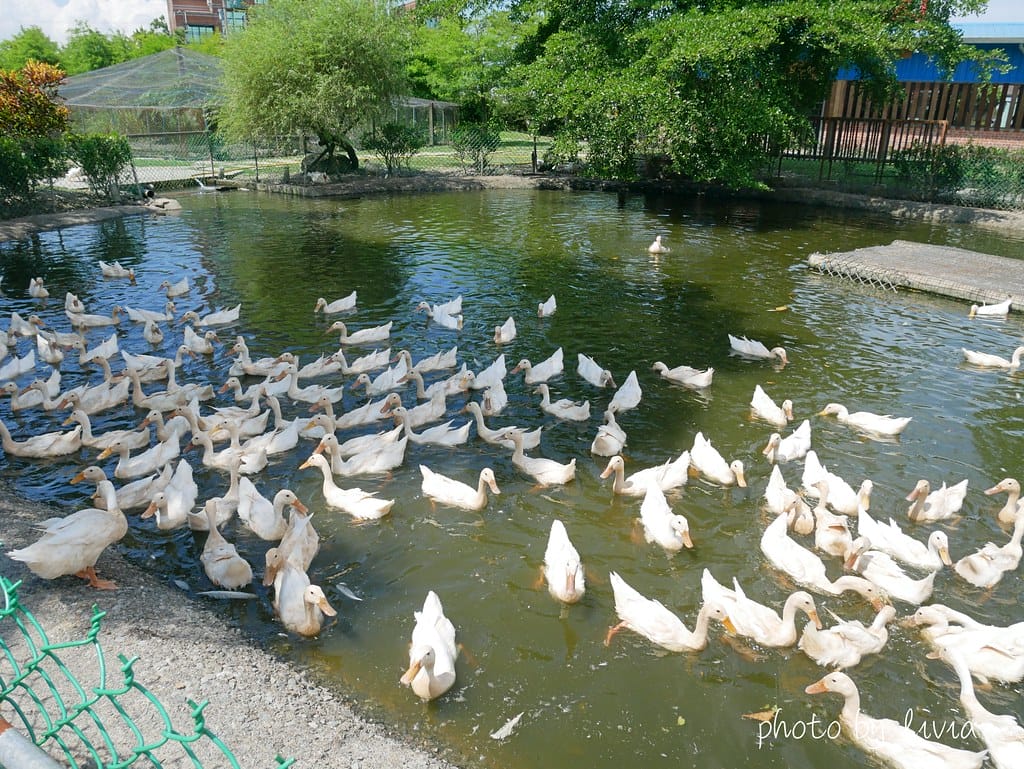 鴨寮6