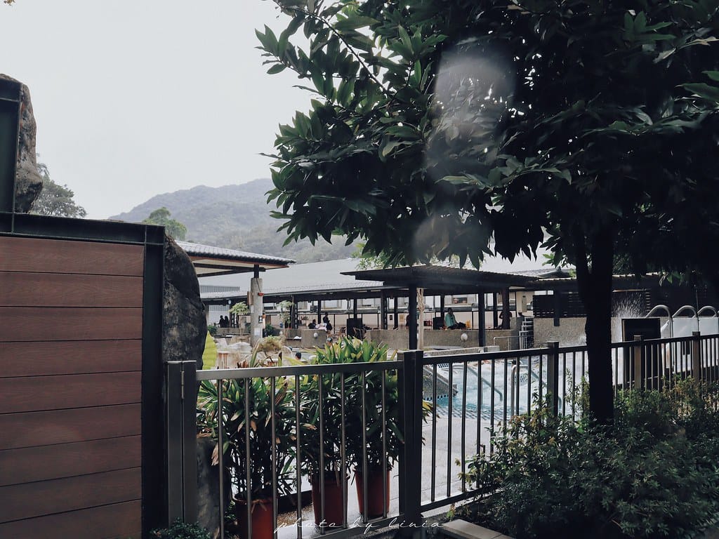 大板根24