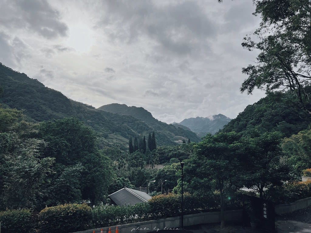 大板根99