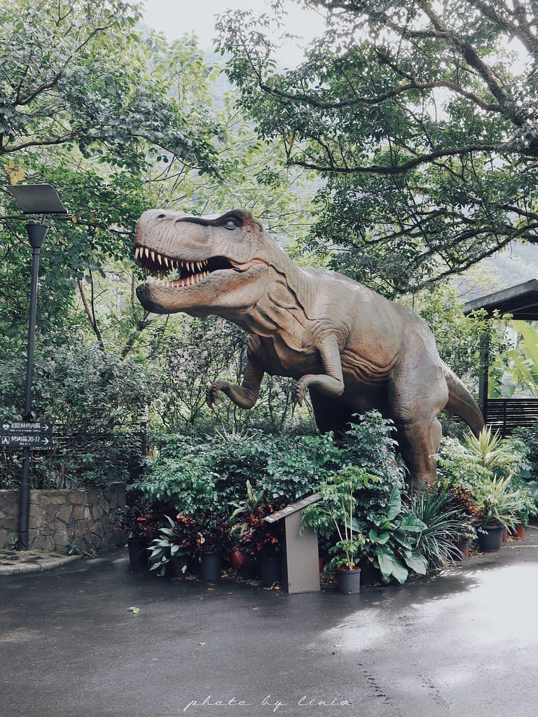 大板根30