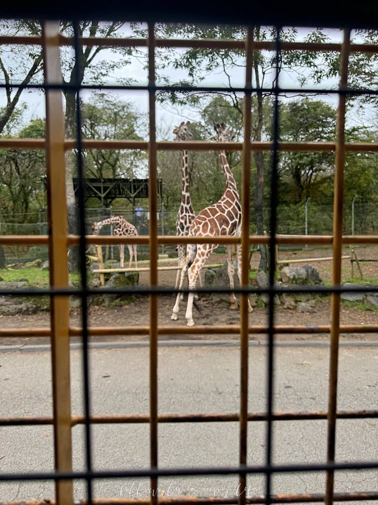 富士野生動物園68