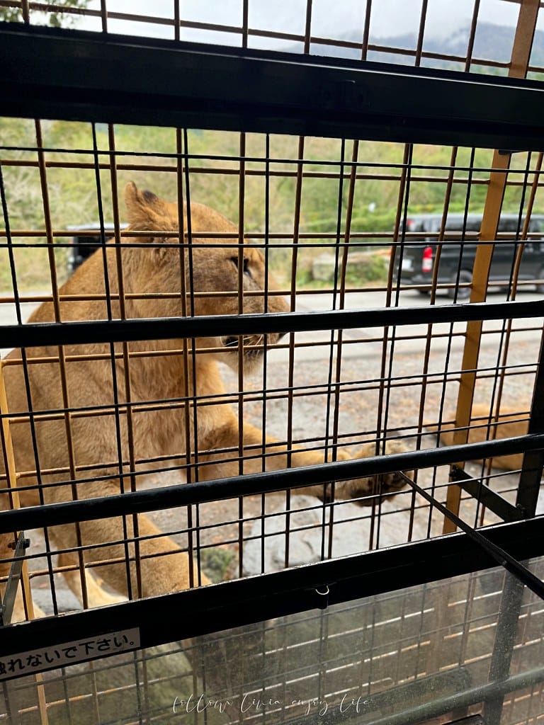 富士野生動物園60