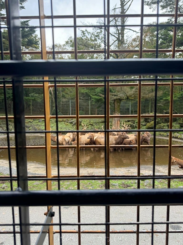 富士野生動物園71