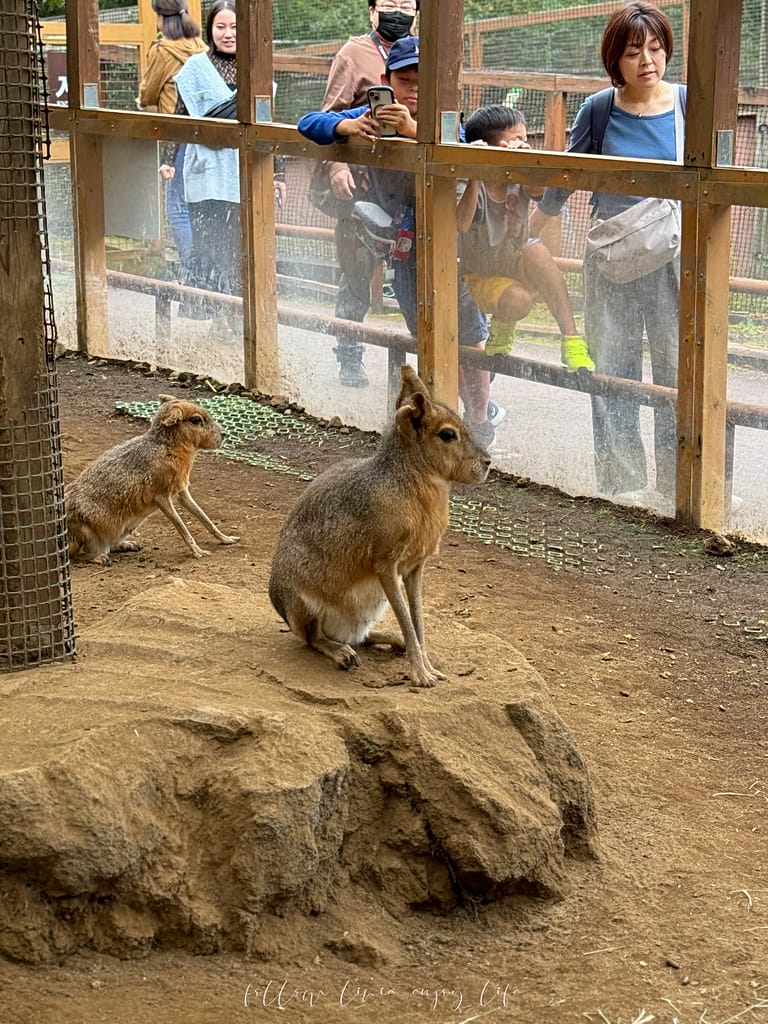 富士野生動物園107