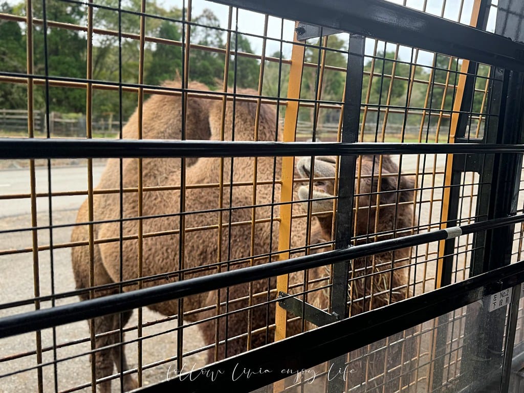 富士野生動物園70