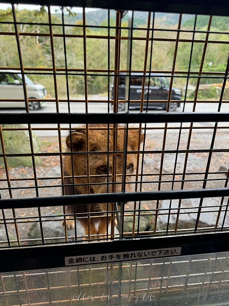 富士野生動物園61