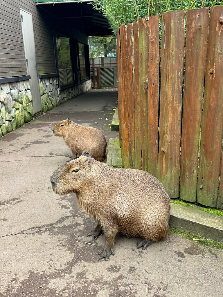 富士野生動物園120
