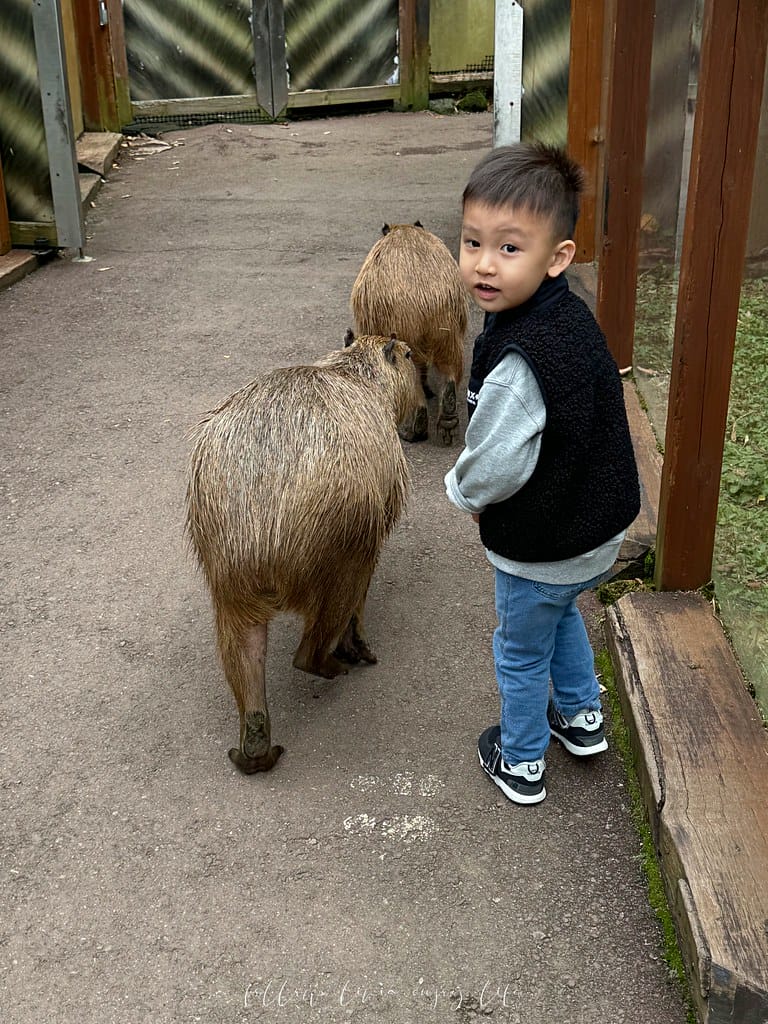 富士野生動物園116