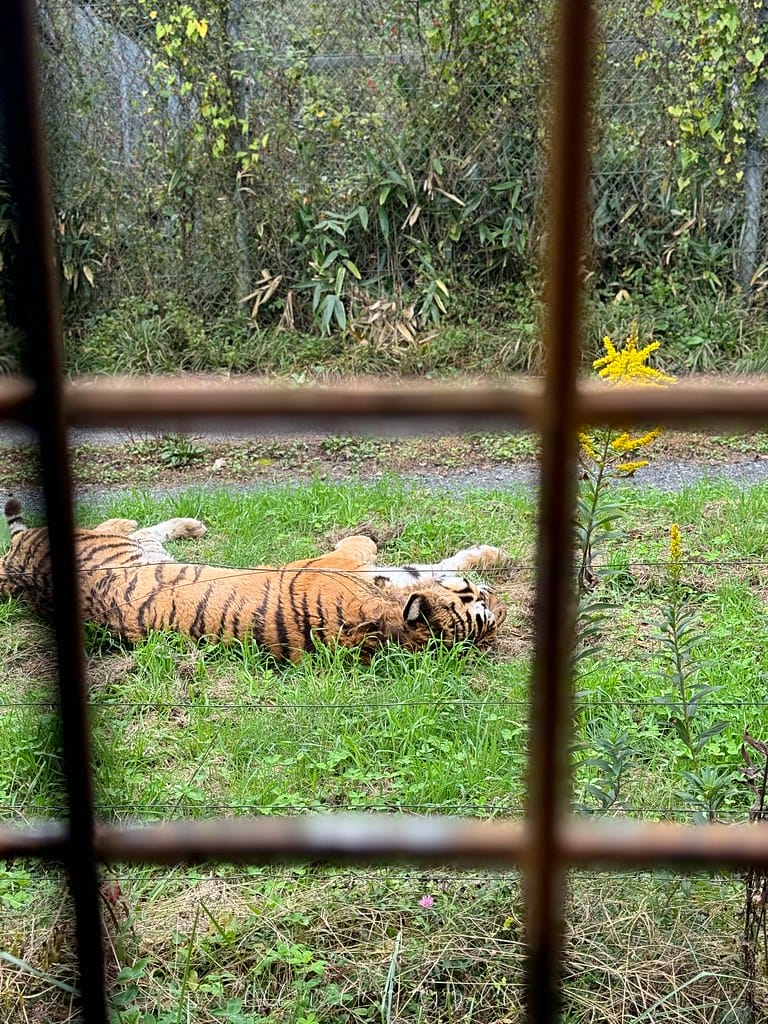 富士野生動物園66