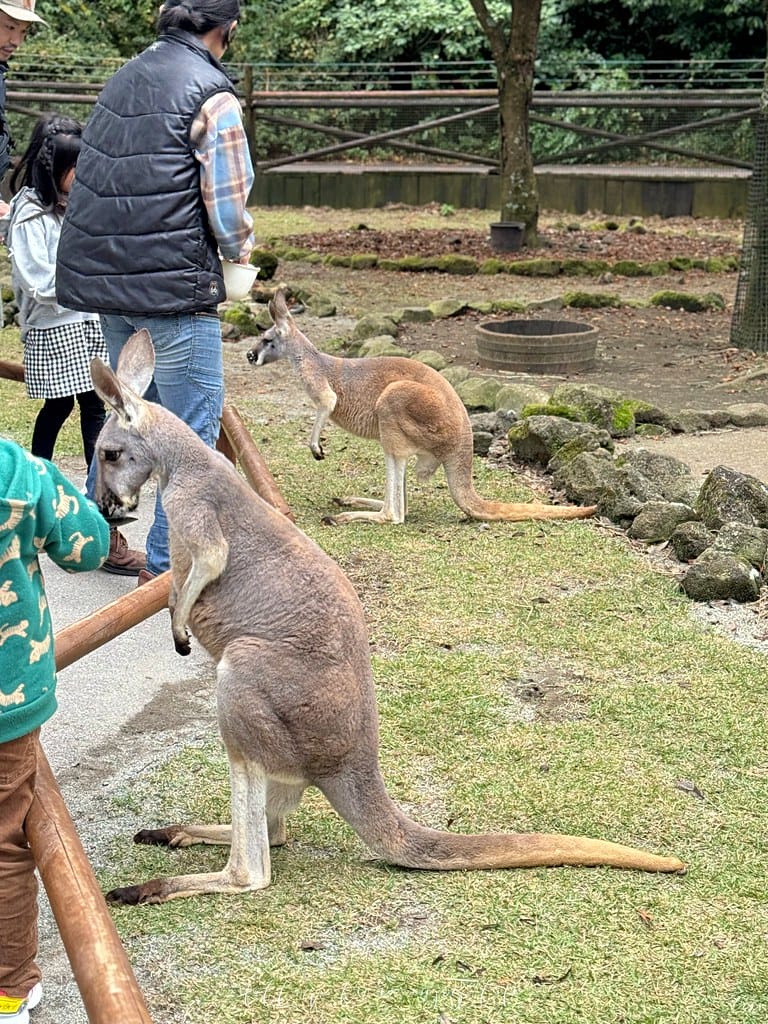 富士野生動物園131