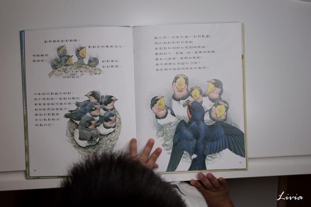 鳥系列 (38) 鳥系列 (38)