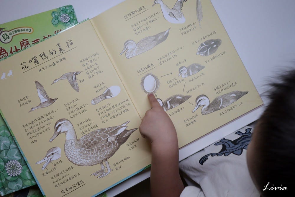 鳥系列 (27) 鳥系列 (27)