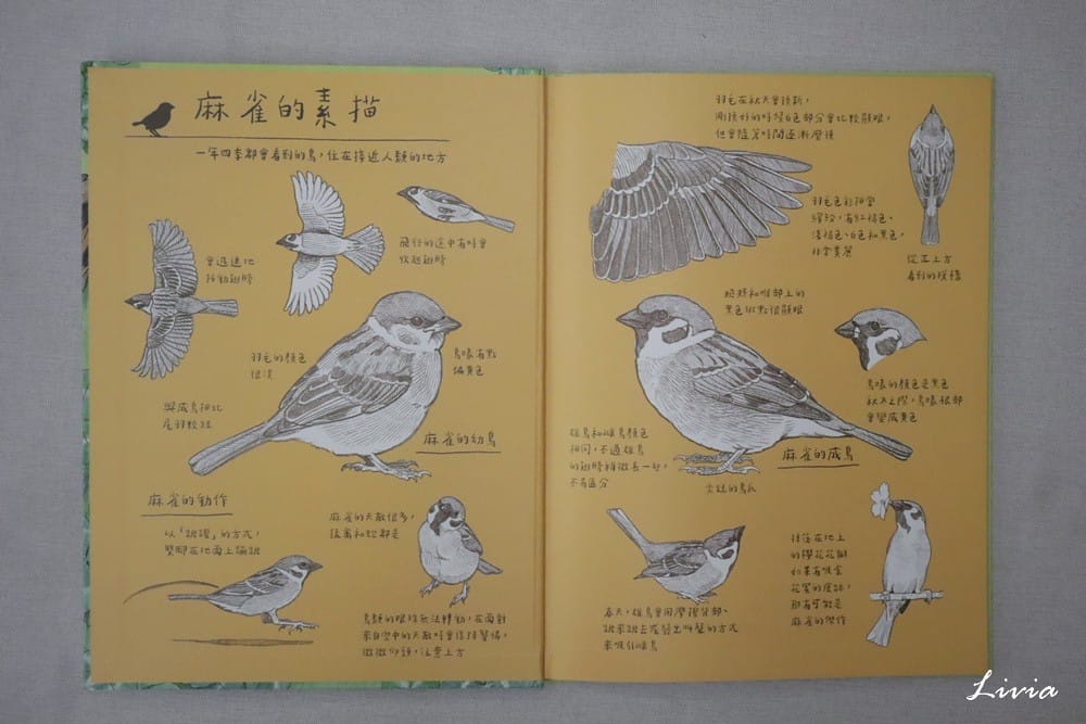 鳥系列 (13) 鳥系列 (13)
