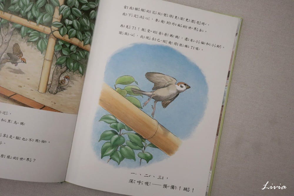 鳥系列 (15) 鳥系列 (15)