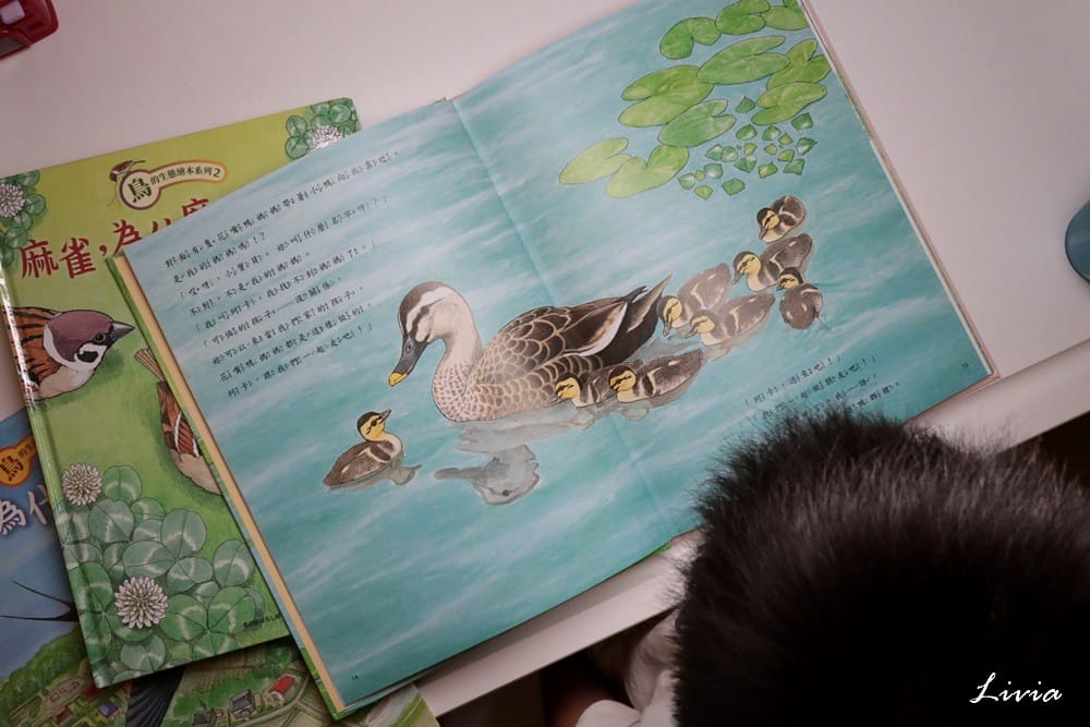鳥系列 (29) 鳥系列 (29)