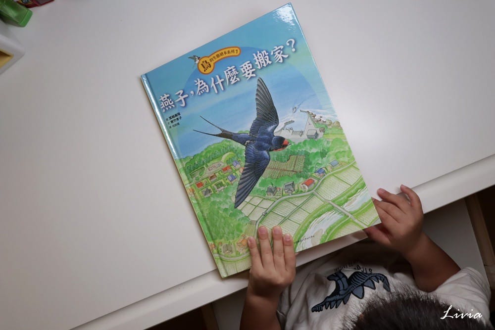 鳥系列 (34) 鳥系列 (34)