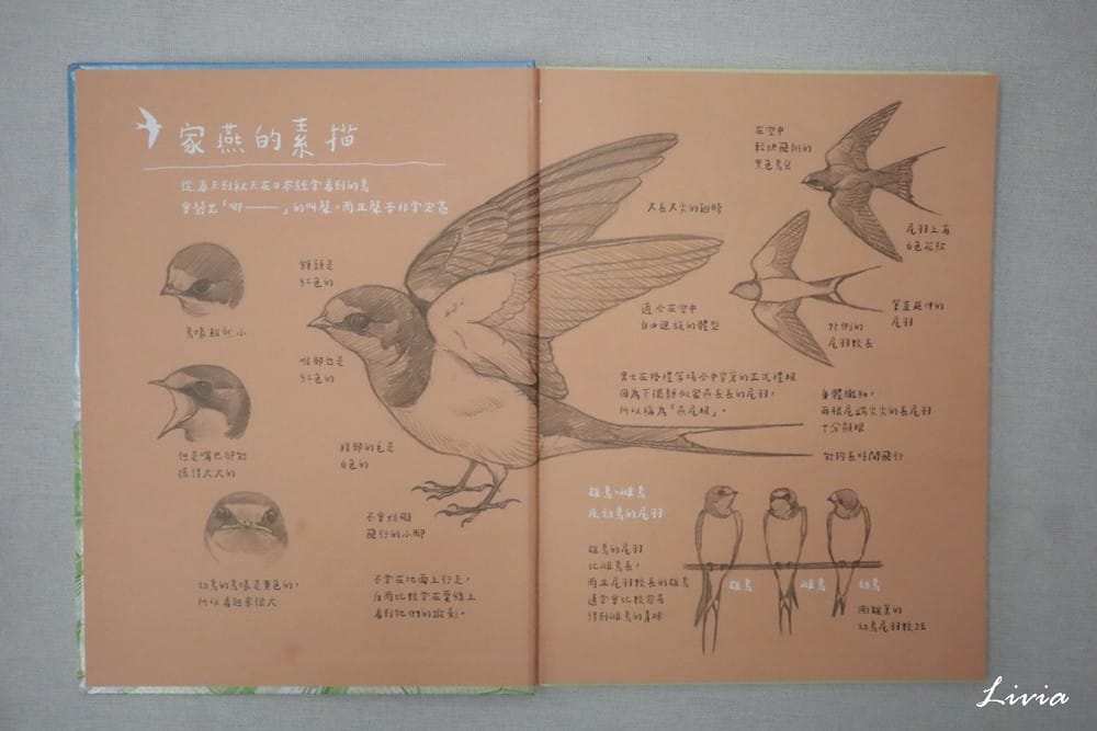鳥系列 (8) 鳥系列 (8)