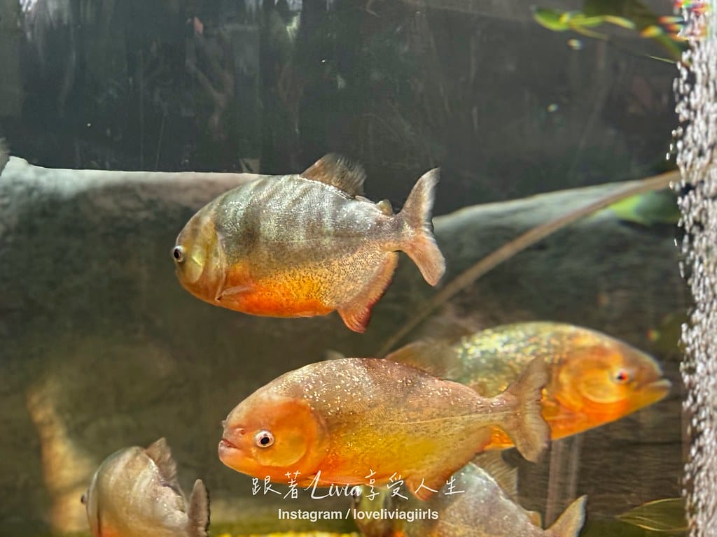 沖繩親子旅行走進 DMM Kariyushi 水族館的奇幻 沖繩親子旅行走進 DMM Kariyushi 水族館的奇幻