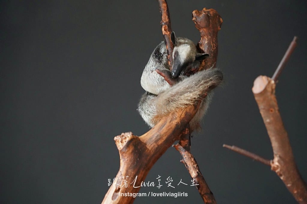 沖繩親子旅行走進 DMM Kariyushi 水族館的奇幻 沖繩親子旅行走進 DMM Kariyushi 水族館的奇幻