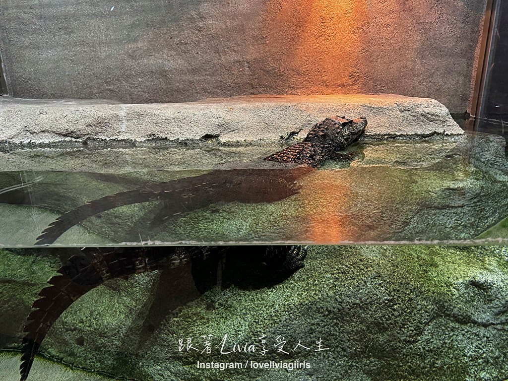 沖繩親子旅行走進 DMM Kariyushi 水族館的奇幻 沖繩親子旅行走進 DMM Kariyushi 水族館的奇幻