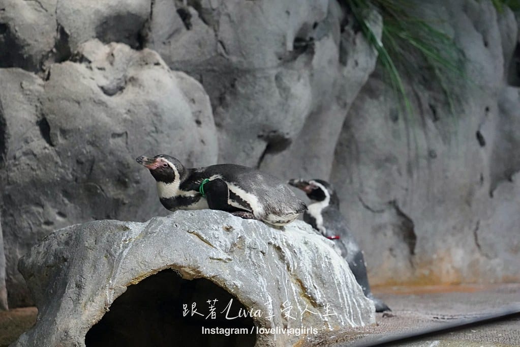 沖繩親子旅行走進 DMM Kariyushi 水族館的奇幻 沖繩親子旅行走進 DMM Kariyushi 水族館的奇幻