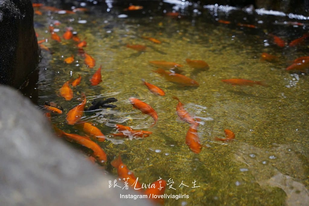沖繩親子旅行走進 DMM Kariyushi 水族館的奇幻 沖繩親子旅行走進 DMM Kariyushi 水族館的奇幻
