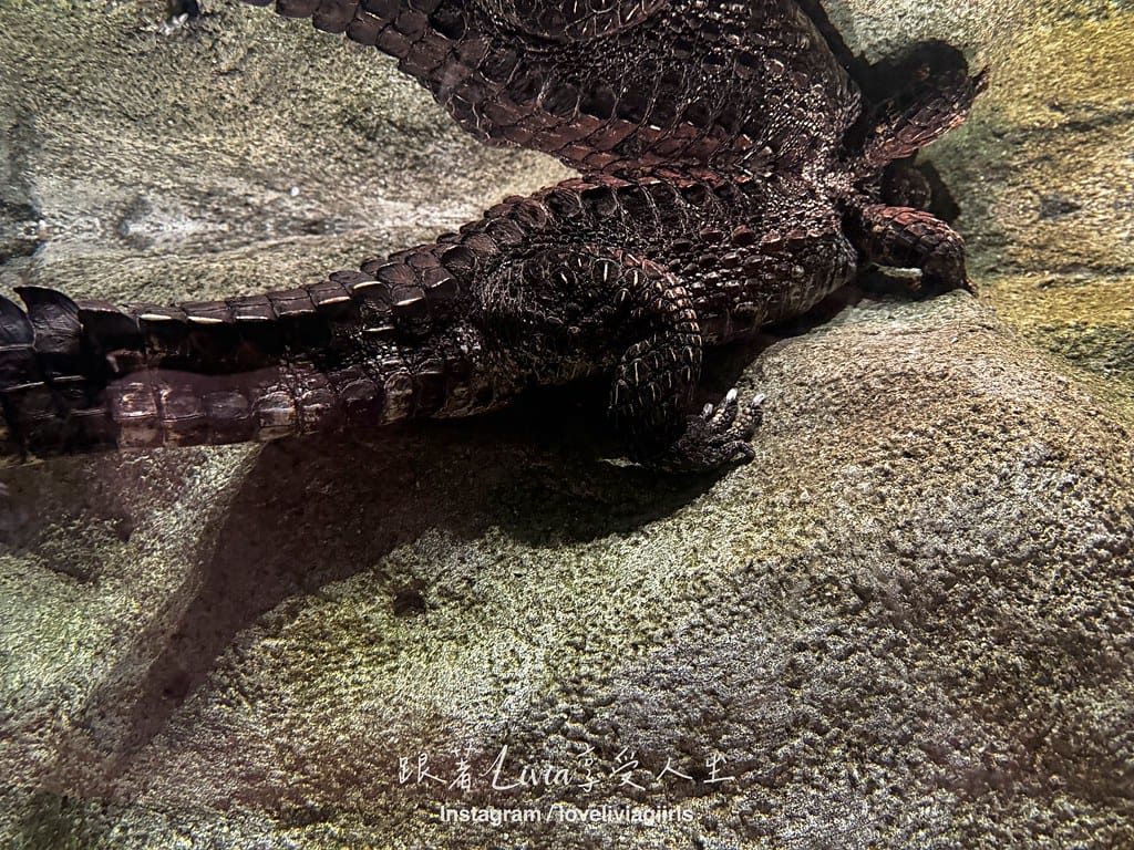 沖繩親子旅行走進 DMM Kariyushi 水族館的奇幻 沖繩親子旅行走進 DMM Kariyushi 水族館的奇幻