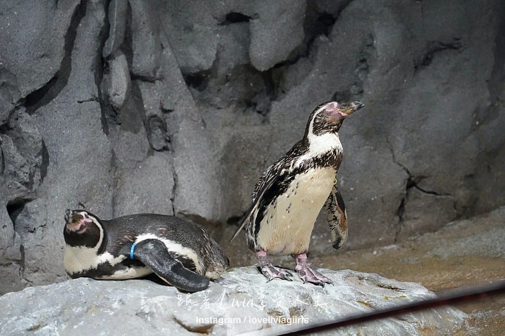 沖繩親子旅行走進 DMM Kariyushi 水族館的奇幻 沖繩親子旅行走進 DMM Kariyushi 水族館的奇幻