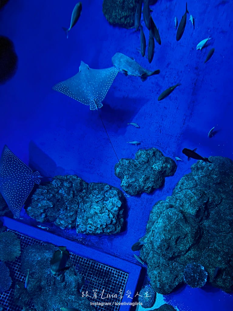 沖繩親子旅行走進 DMM Kariyushi 水族館的奇幻 沖繩親子旅行走進 DMM Kariyushi 水族館的奇幻