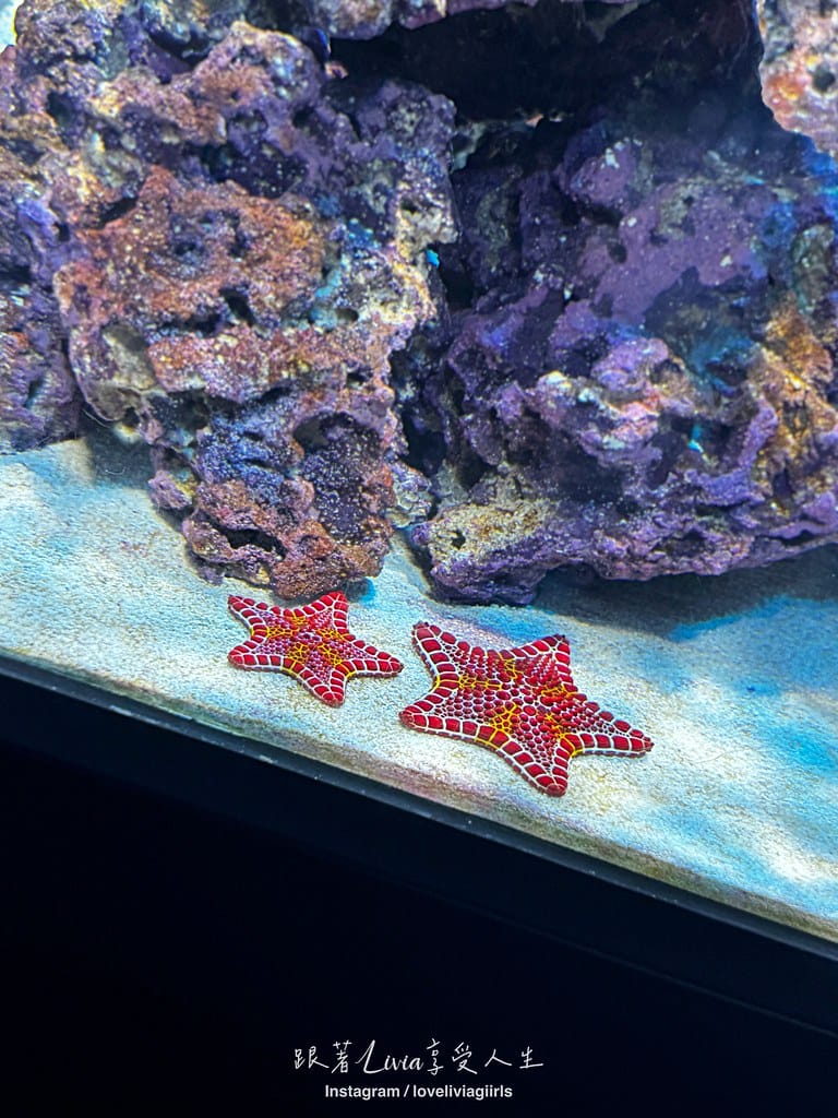 沖繩親子旅行走進 DMM Kariyushi 水族館的奇幻 沖繩親子旅行走進 DMM Kariyushi 水族館的奇幻