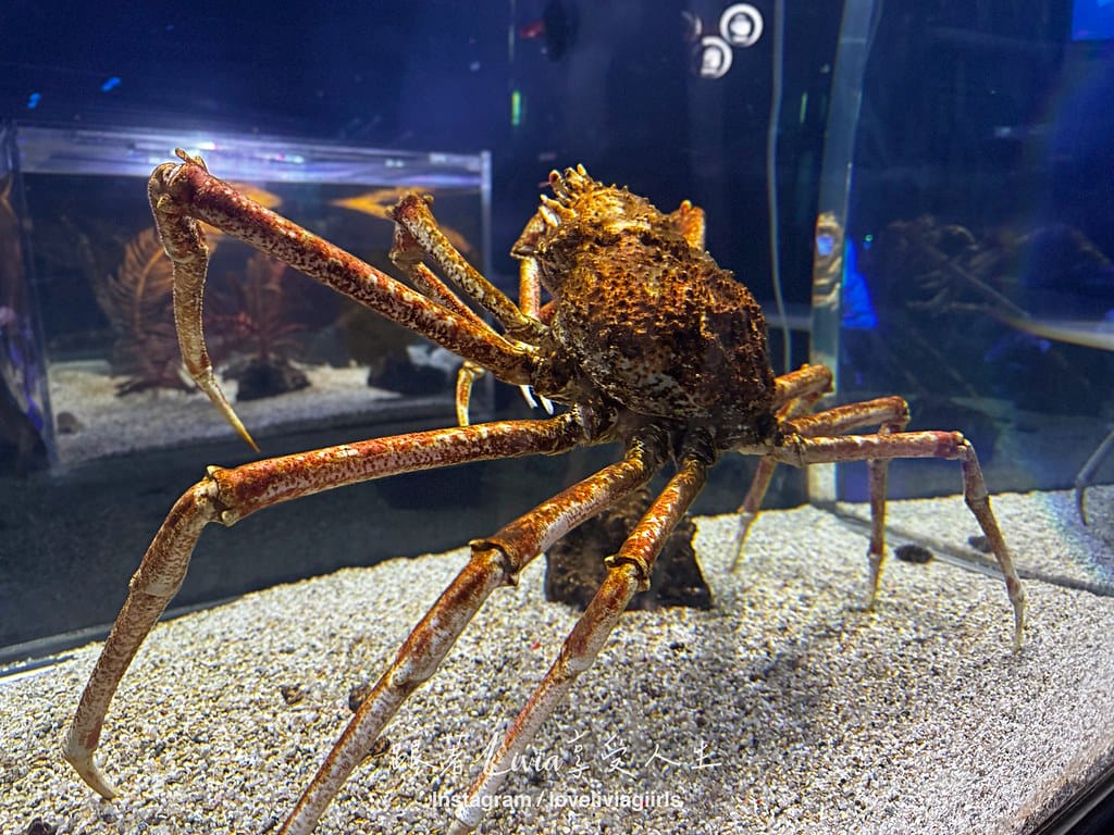 沖繩親子旅行走進 DMM Kariyushi 水族館的奇幻 沖繩親子旅行走進 DMM Kariyushi 水族館的奇幻