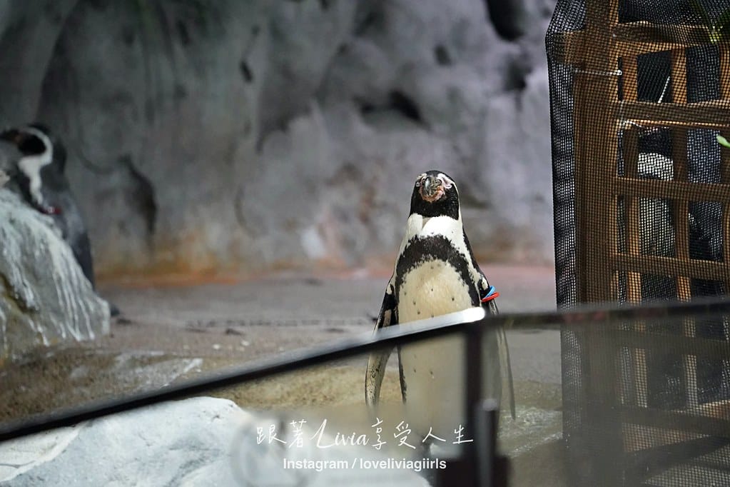 沖繩親子旅行走進 DMM Kariyushi 水族館的奇幻 沖繩親子旅行走進 DMM Kariyushi 水族館的奇幻