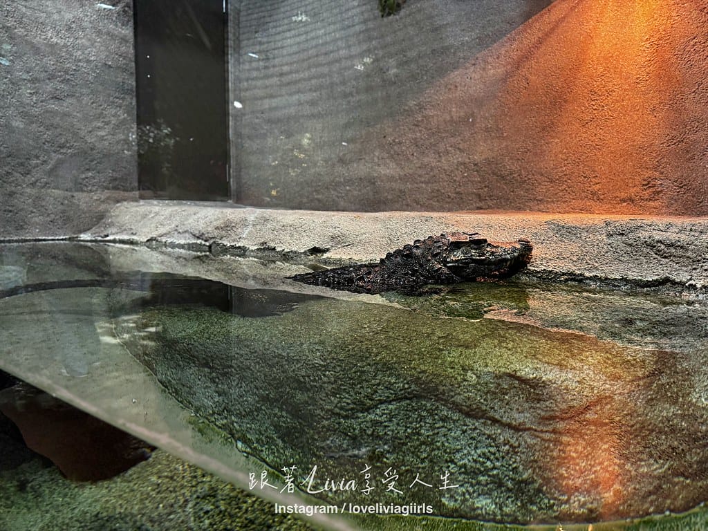 沖繩親子旅行走進 DMM Kariyushi 水族館的奇幻 沖繩親子旅行走進 DMM Kariyushi 水族館的奇幻