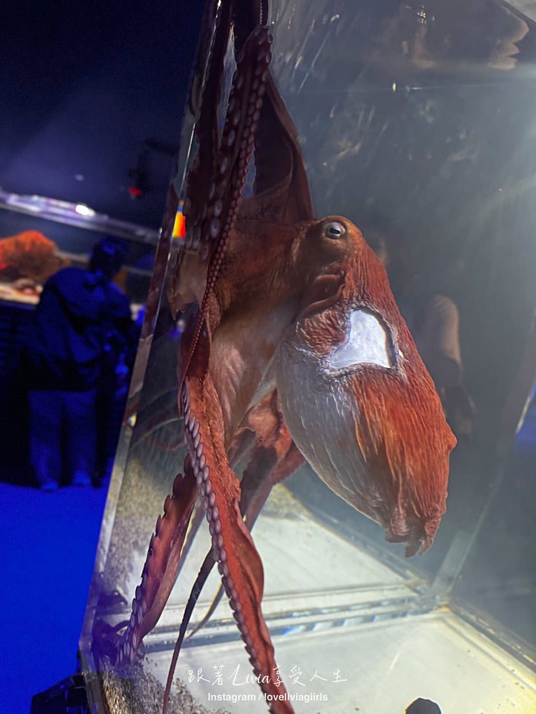 沖繩親子旅行走進 DMM Kariyushi 水族館的奇幻 沖繩親子旅行走進 DMM Kariyushi 水族館的奇幻