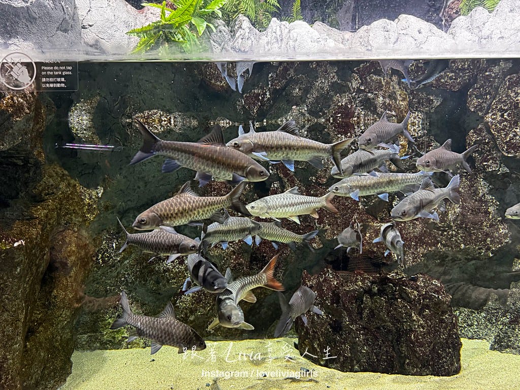 沖繩親子旅行走進 DMM Kariyushi 水族館的奇幻 沖繩親子旅行走進 DMM Kariyushi 水族館的奇幻