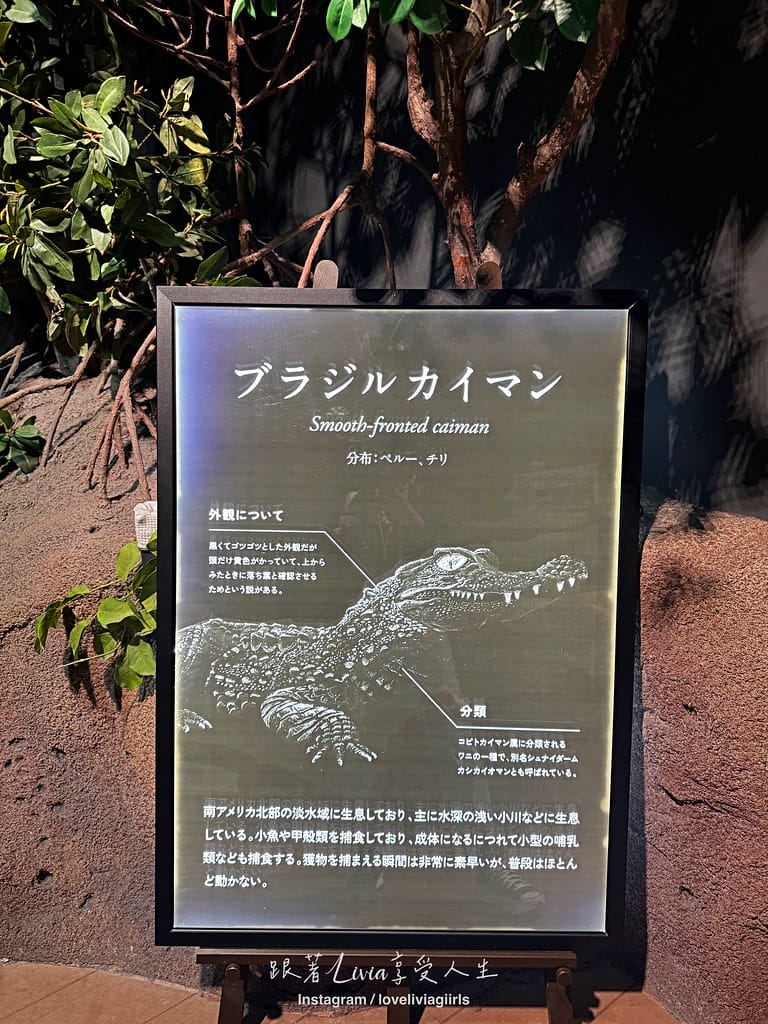 沖繩親子旅行走進 DMM Kariyushi 水族館的奇幻 沖繩親子旅行走進 DMM Kariyushi 水族館的奇幻
