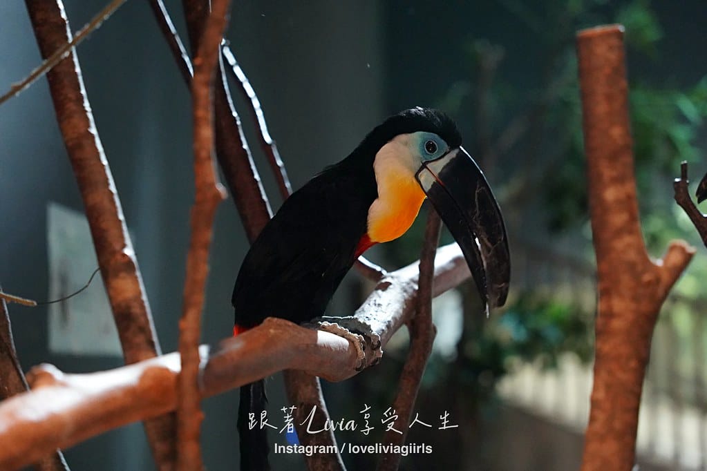 沖繩親子旅行走進 DMM Kariyushi 水族館的奇幻 沖繩親子旅行走進 DMM Kariyushi 水族館的奇幻