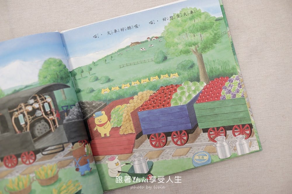 野貓 (4)