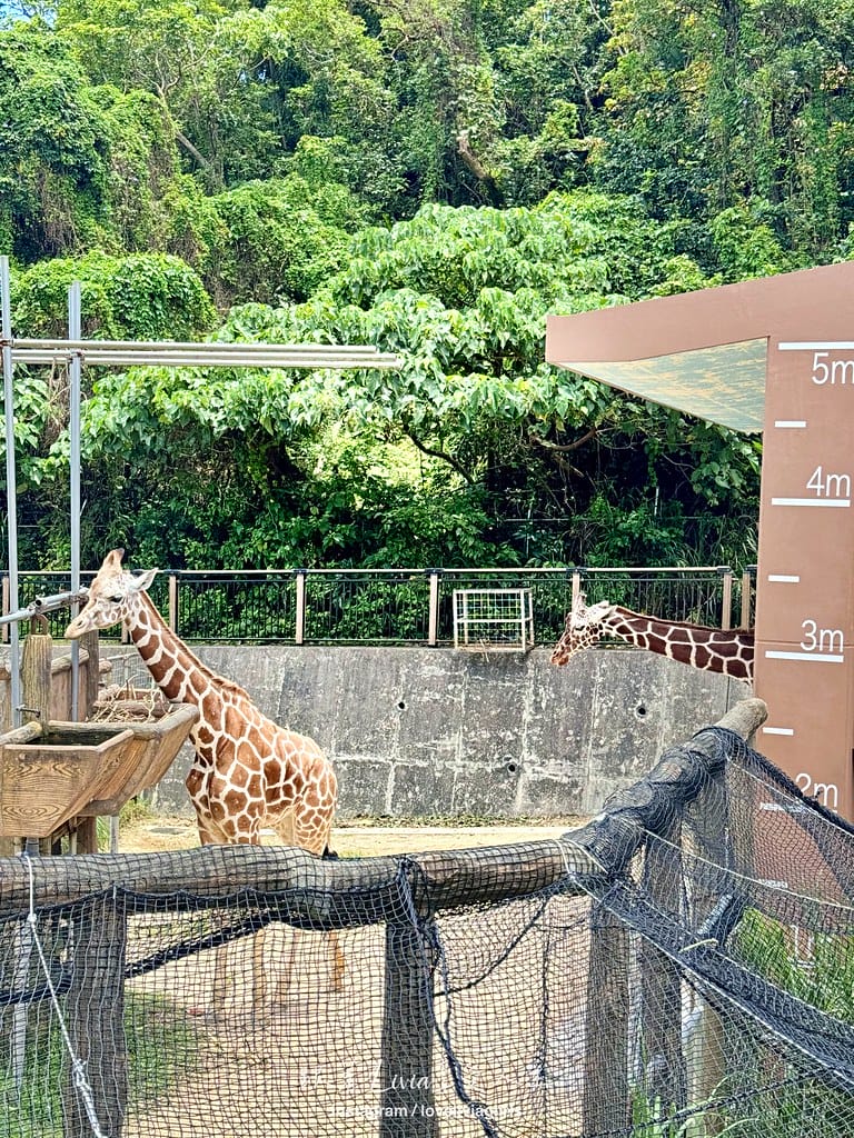 沖繩兒童王國41 沖繩兒童王國41