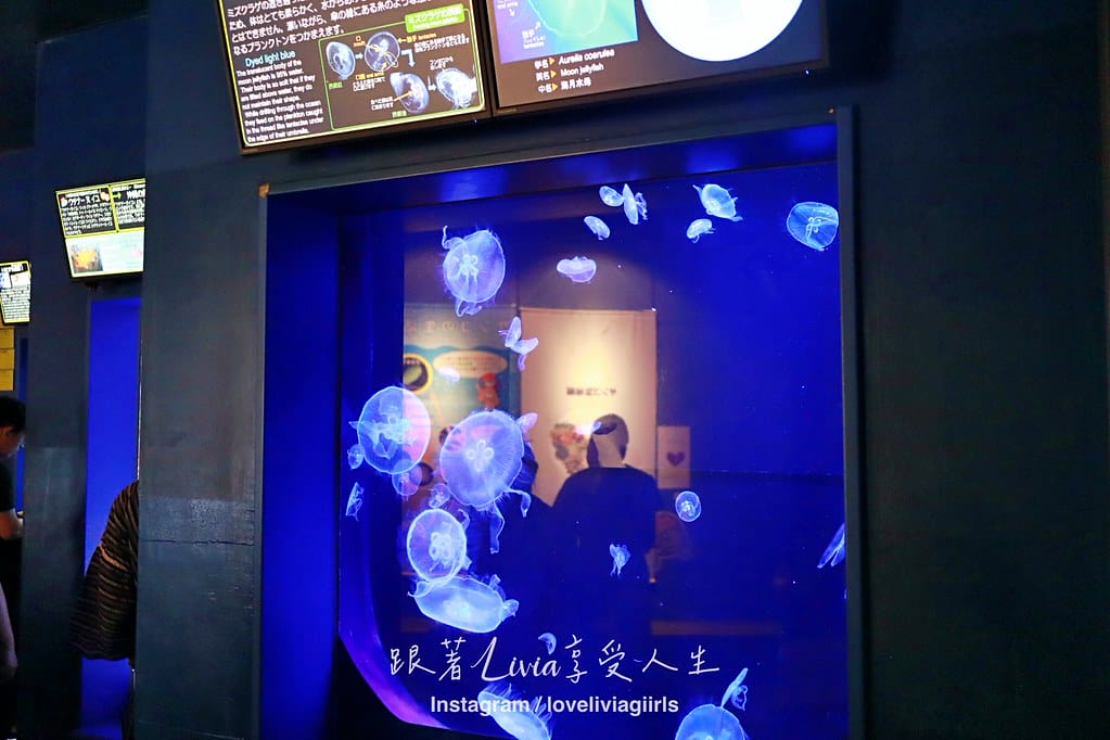 美麗海202441 美麗海202441