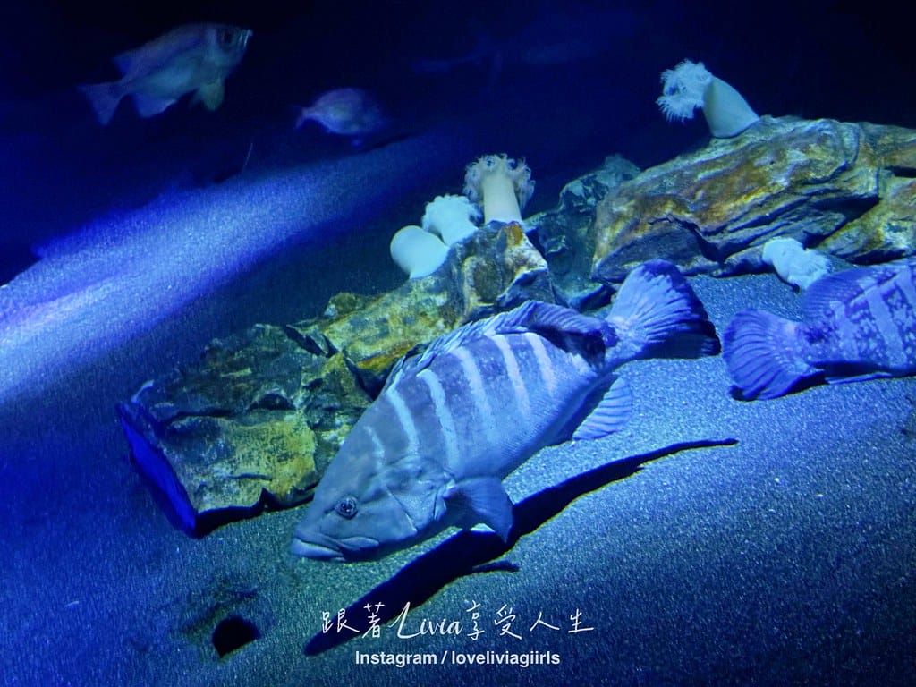 美麗海202454 美麗海202454