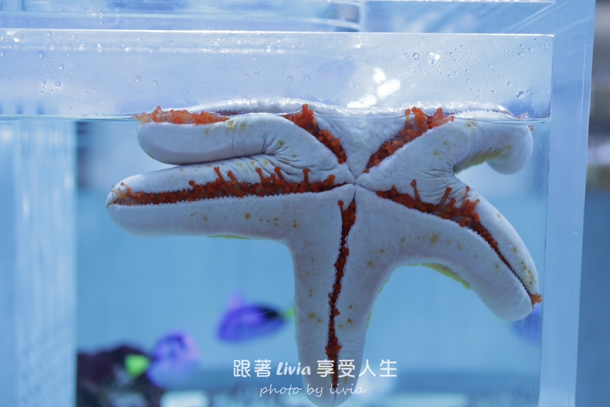 北海道室內親子景點｜AOAO SAPPORO水族館 狸小路必去！下雨下雪都能玩！