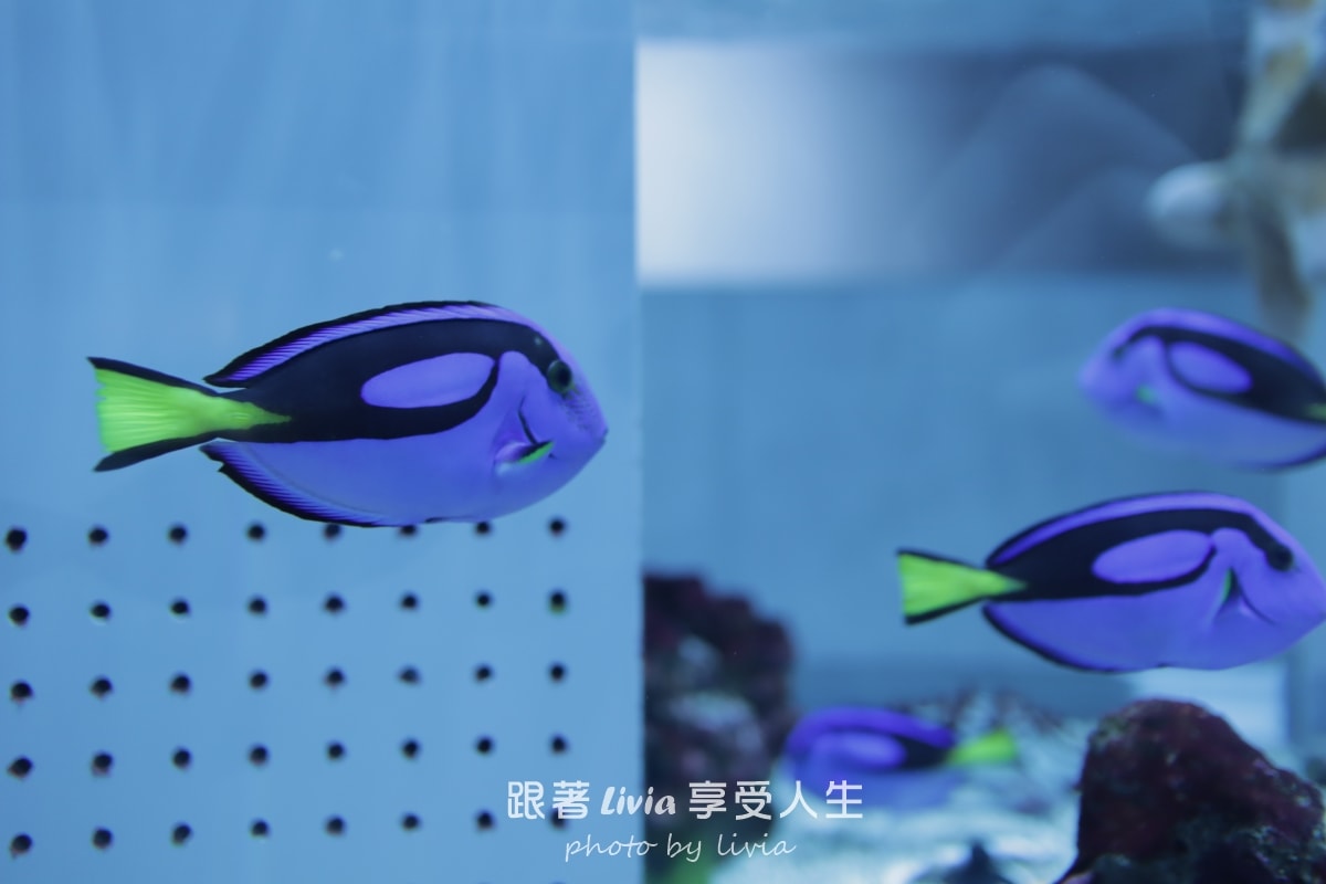 北海道室內親子景點｜AOAO SAPPORO水族館 狸小路必去！下雨下雪都能玩！