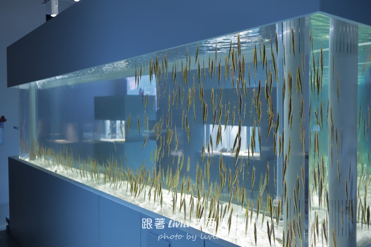 北海道室內親子景點｜AOAO SAPPORO水族館 狸小路必去！下雨下雪都能玩！