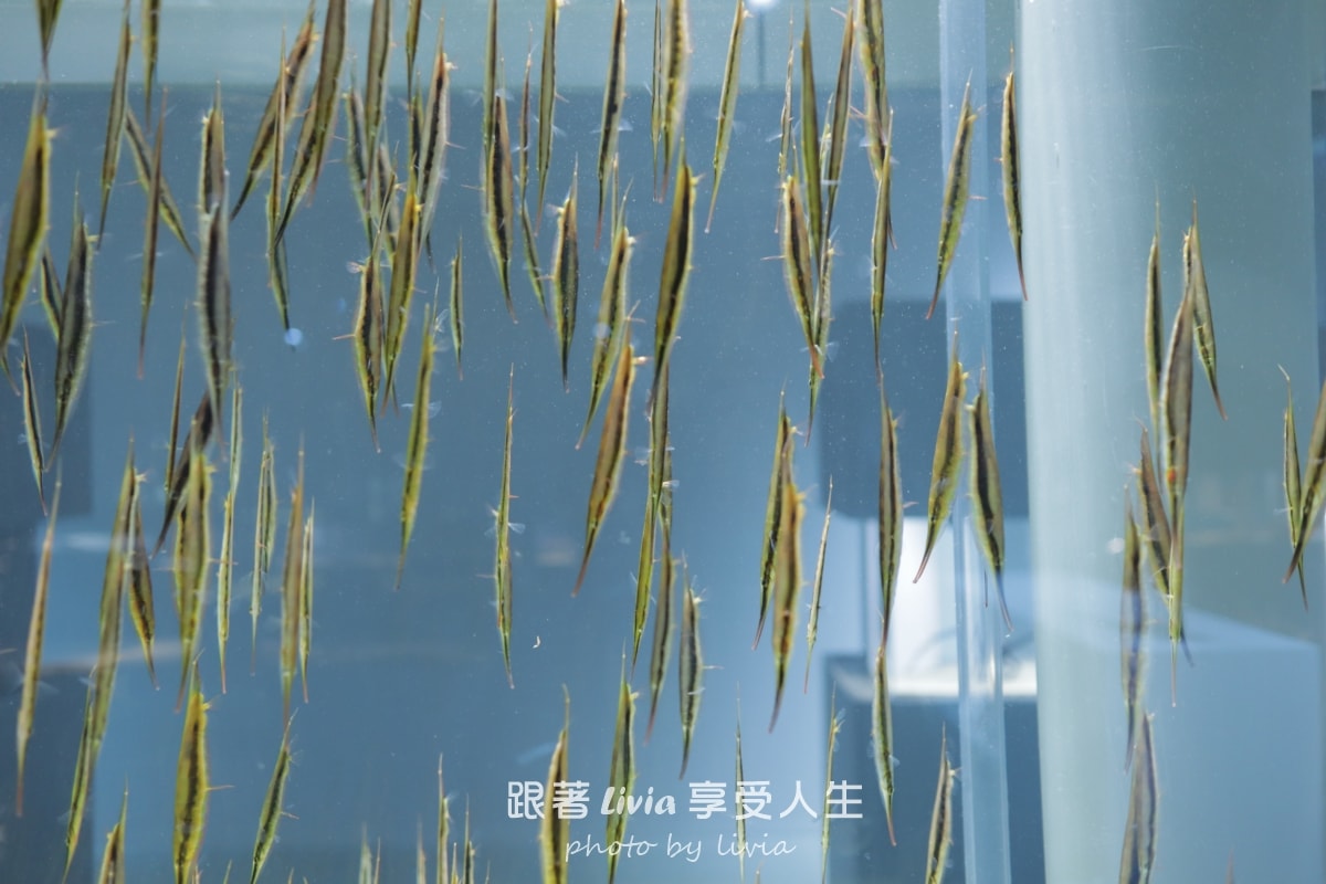 北海道室內親子景點｜AOAO SAPPORO水族館 狸小路必去！下雨下雪都能玩！